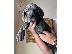 PoulaTo: Kc reg Puppies της Great Dane